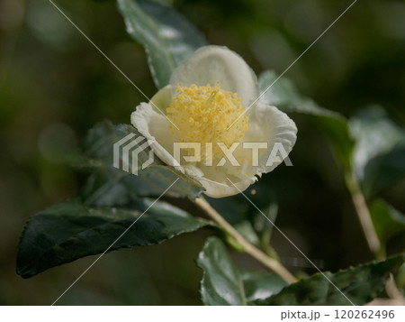 チャノキの花 120262496