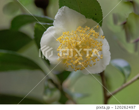 チャノキの花 チャノキの花 120262497