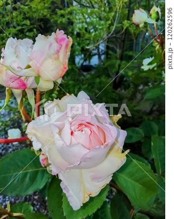 プリンセステンコー プリンセステンコー 120262596