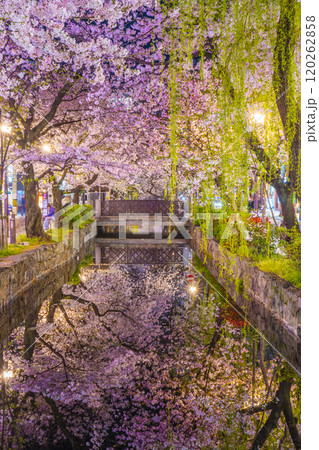 木屋町通りの高瀬川沿いに咲く桜　絶景の夜桜リフレクション 120262858
