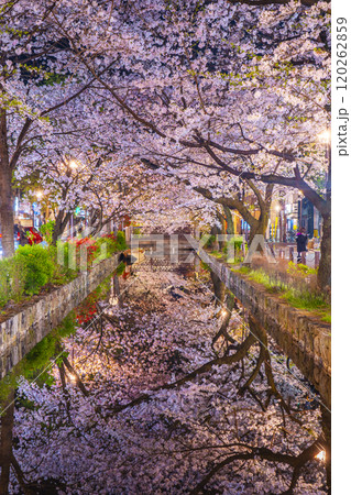 木屋町通りの高瀬川沿いに咲く桜　絶景の夜桜リフレクション 120262859