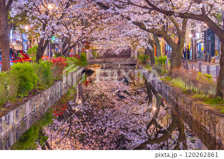 木屋町通りの高瀬川沿いに咲く桜　絶景の夜桜リフレクション 120262861