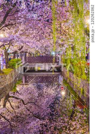 木屋町通りの高瀬川沿いに咲く桜 絶景の夜桜リフレクション 木屋町通りの高瀬川沿いに咲く桜 絶景の夜桜リフレクション 120262862