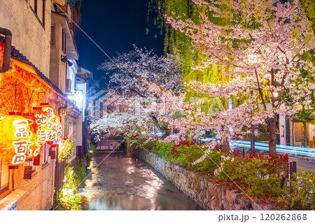 木屋町通りの夜桜と高瀬川 120262868