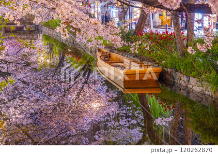 木屋町通りの高瀬川沿いに咲く桜　絶景の夜桜リフレクション 120262870