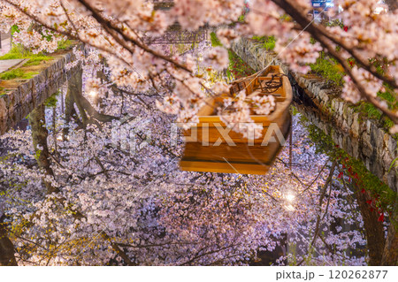 木屋町通りの高瀬川沿いに咲く桜　絶景の夜桜リフレクション 120262877