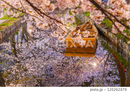 木屋町通りの高瀬川沿いに咲く桜 絶景の夜桜リフレクション 木屋町通りの高瀬川沿いに咲く桜 絶景の夜桜リフレクション 120262879