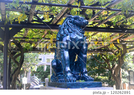 大阪福島了徳院境内の狛犬-2 大阪福島了徳院境内の狛犬-2 120262891