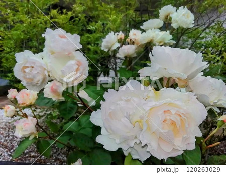 プリンセステンコー 120263029