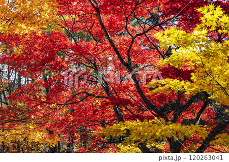 真赤な紅葉 120263041