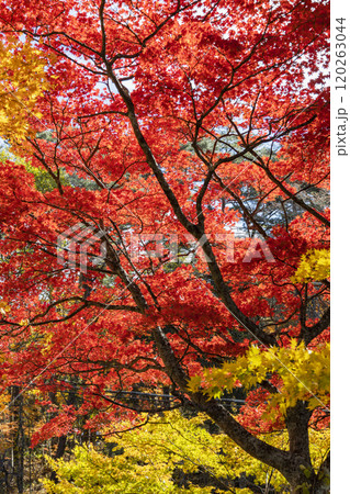真赤な紅葉 真赤な紅葉 120263044