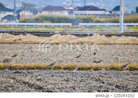 冬の田んぼに群れる野鳥ケリ 120263102