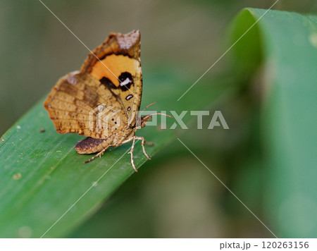 昼行性蛾 イカリモンガ科イカリモンガ 昼行性蛾 イカリモンガ科イカリモンガ 120263156