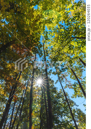 秋の木漏れ日 120264035
