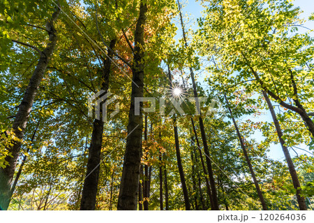 秋の木漏れ日 120264036