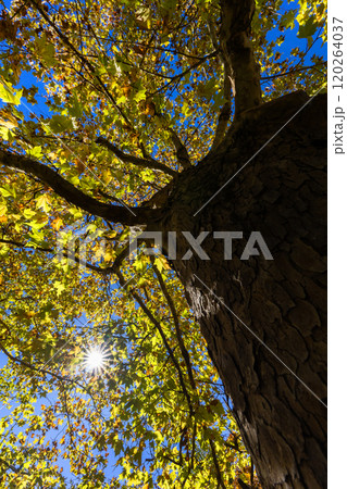 秋の木漏れ日 120264037