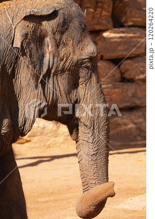 Big elephant. Close-up. Zoo Savannah Big elephant. Close-up. Zoo Savannah 120264220