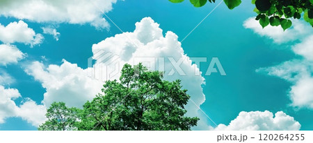 Blue sky, green leaves. Generative AI 120264255