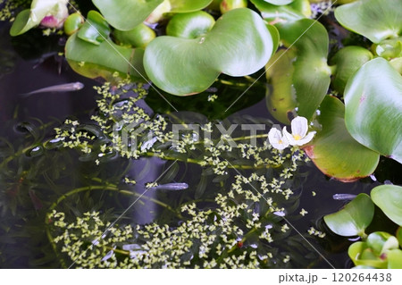 めだか ビオトープ めだか ビオトープ 120264438