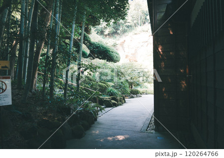 鎌倉の報国寺 120264766