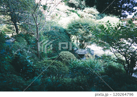 鎌倉の報国寺 鎌倉の報国寺 120264796