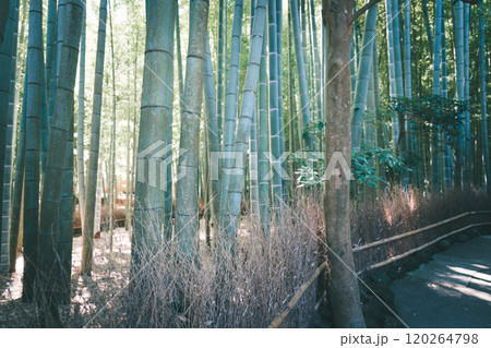 鎌倉の報国寺 鎌倉の報国寺 120264798