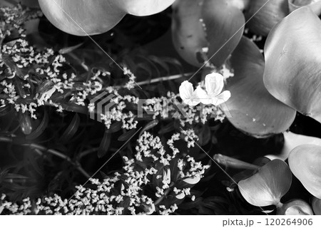 めだか ビオトープ めだか ビオトープ 120264906