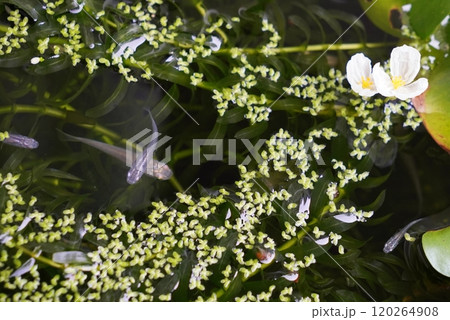 めだか ビオトープ めだか ビオトープ 120264908