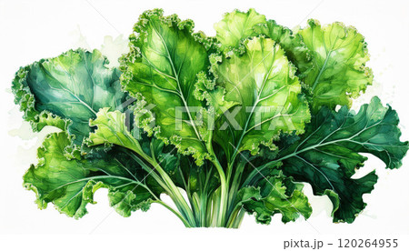 Watercolor of vibrant, fresh green curly kale leaves arranged in a lush cluster, curly edges and deep green hues, health benefits of kale, the intricate details and textures of kale, AI-generated Watercolor of vibrant, fresh green curly kale leaves arranged in a lush cluster, curly edges and deep green hues, health benefits of kale, the intricate details and textures of kale, AI-generated 120264955