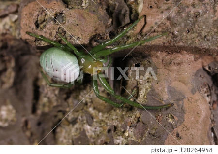生き物 蜘蛛 アオオニグモ、十一月の公園で。越冬準備でしょうか?成虫は春に出現すると言われています 生き物 蜘蛛 アオオニグモ、十一月の公園で。越冬準備でしょうか?成虫は春に出現すると言われています 120264958