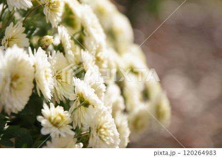 元気いっぱいな白い小菊 120264983