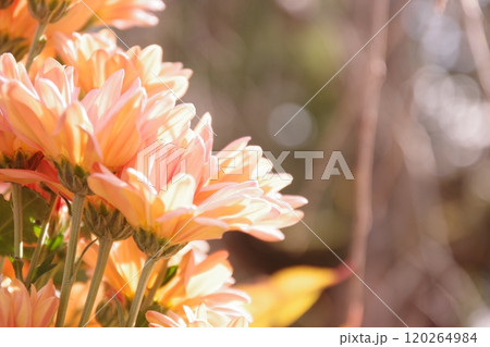 元気いっぱいなオレンジ色の小菊　 120264984