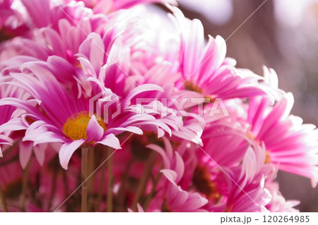 元気いっぱいなピンク色の小菊 120264985