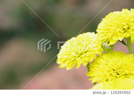元気いっぱいな黄色い小菊 120265002