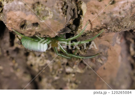 生き物　蜘蛛　アオオニグモ、十一月の公園で。腹部に目立つ黒班がないので幼体かと思われます 120265084