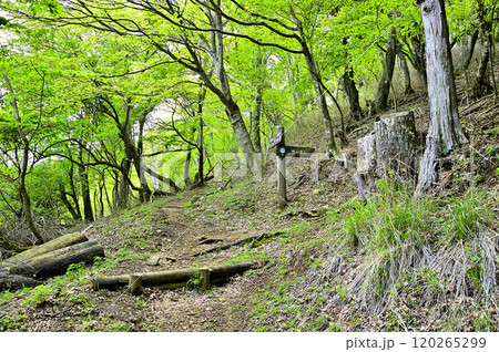 春の丹沢主脈の縦走路　焼山山頂へ続く道 120265299