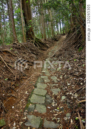 丹沢主脈の縦走路 焼山の石畳の道 丹沢主脈の縦走路 焼山の石畳の道 120265305