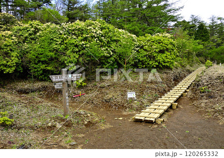 丹沢 春の姫次展望台 満開のアセビ咲く丹沢主脈の道 丹沢 春の姫次展望台 満開のアセビ咲く丹沢主脈の道 120265332