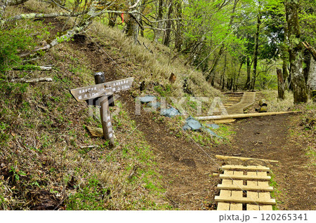 春の丹沢主脈の縦走路 八丁坂ノ頭分岐 春の丹沢主脈の縦走路 八丁坂ノ頭分岐 120265341