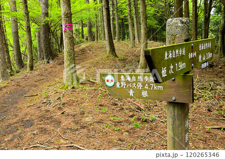 春の丹沢主脈の縦走路　黍殻山の青根分岐　東海自然歩道 120265346