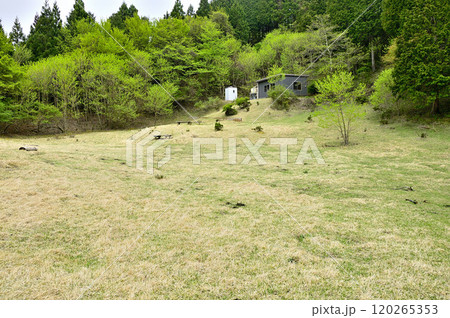 春の丹沢主脈の縦走路　新緑の黍殻山の黍殻避難小屋広場 120265353