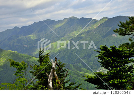 丹沢の袖平山　袖平山北尾根より望む　日差しが新緑の道志山塊を照らす 120265548