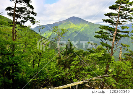 丹沢の袖平山　袖平山北尾根より新緑の大室山を望む 120265549