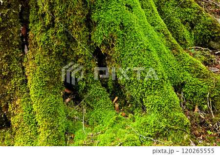 丹沢の袖平山 山の緑 丹沢の袖平山 山の緑 120265555