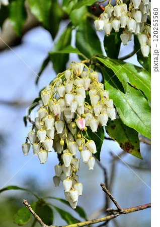 丹沢の袖平山　春山を彩るアセビの花 120265560