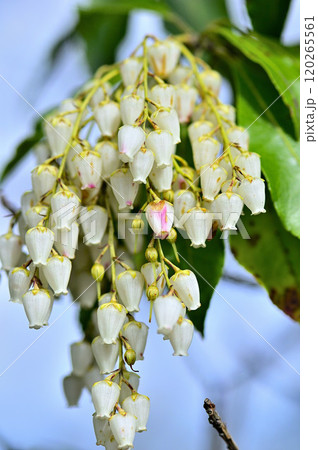 丹沢の袖平山　春山を彩るアセビの花 120265561