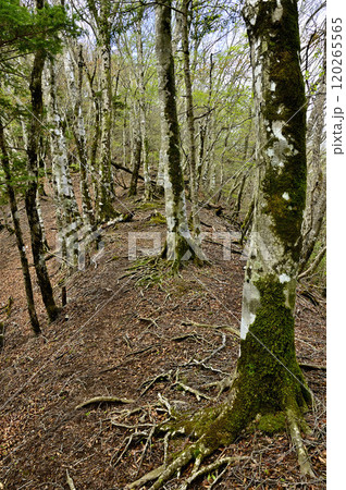 丹沢の袖平山 袖平山北尾根のバリエーションルートの尾根道 丹沢の袖平山 袖平山北尾根のバリエーションルートの尾根道 120265565