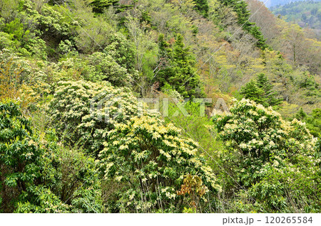 丹沢の袖平山　アセビ咲く新緑の山地 120265584