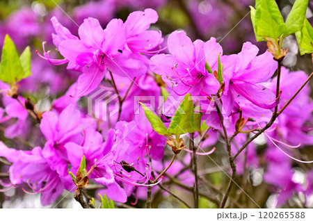 丹沢の姫次　ミツバツツジの花 120265588