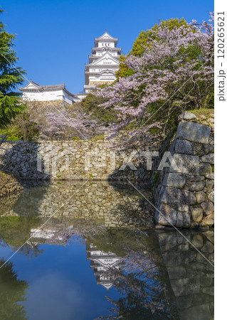 満開の桜の季節　喜斎門跡から見える姫路城 120265621